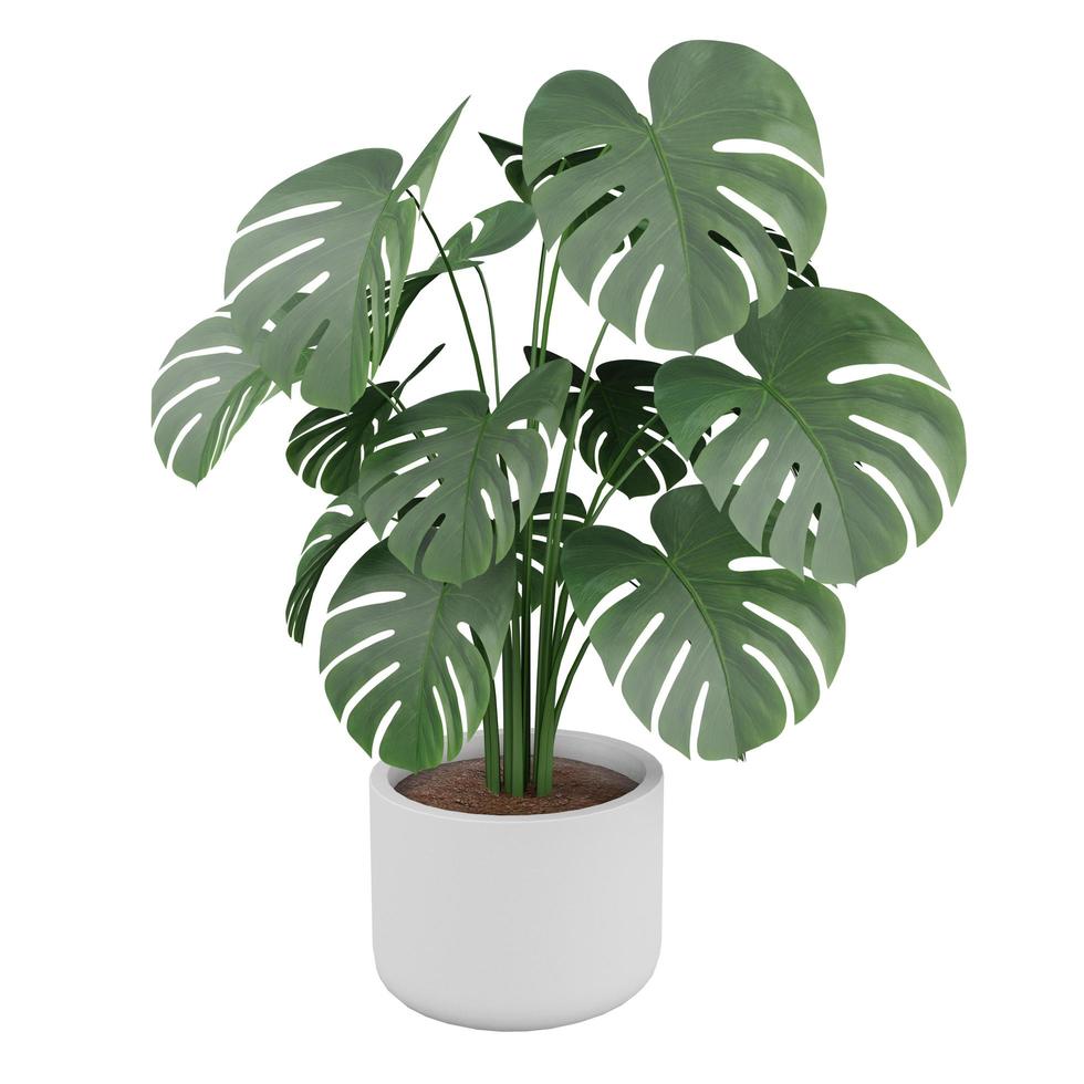 Planta Monstera Deliciosa en maceta
