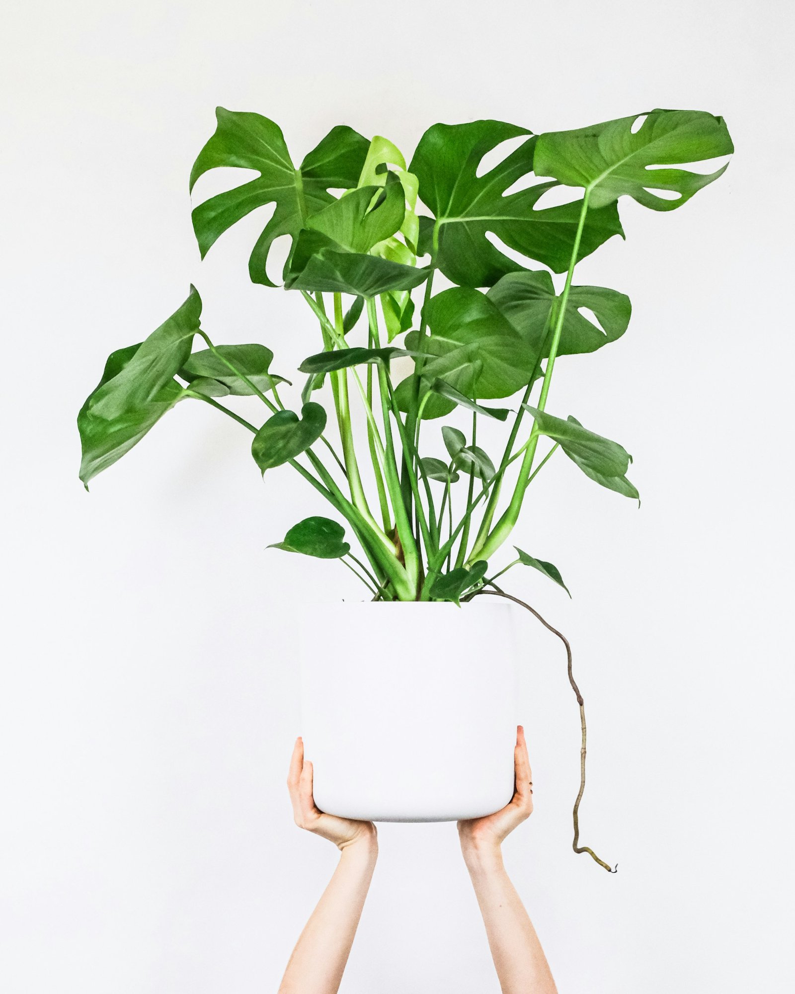 Planta Monstera deliciosa grande en maceta blanca sostenida por manos femeninas con fondo blanco