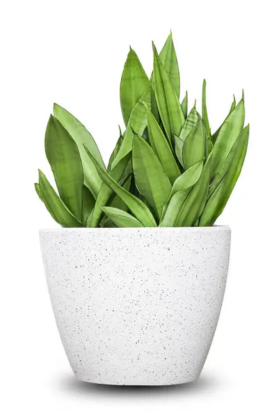 Planta Sansevieria en maceta
