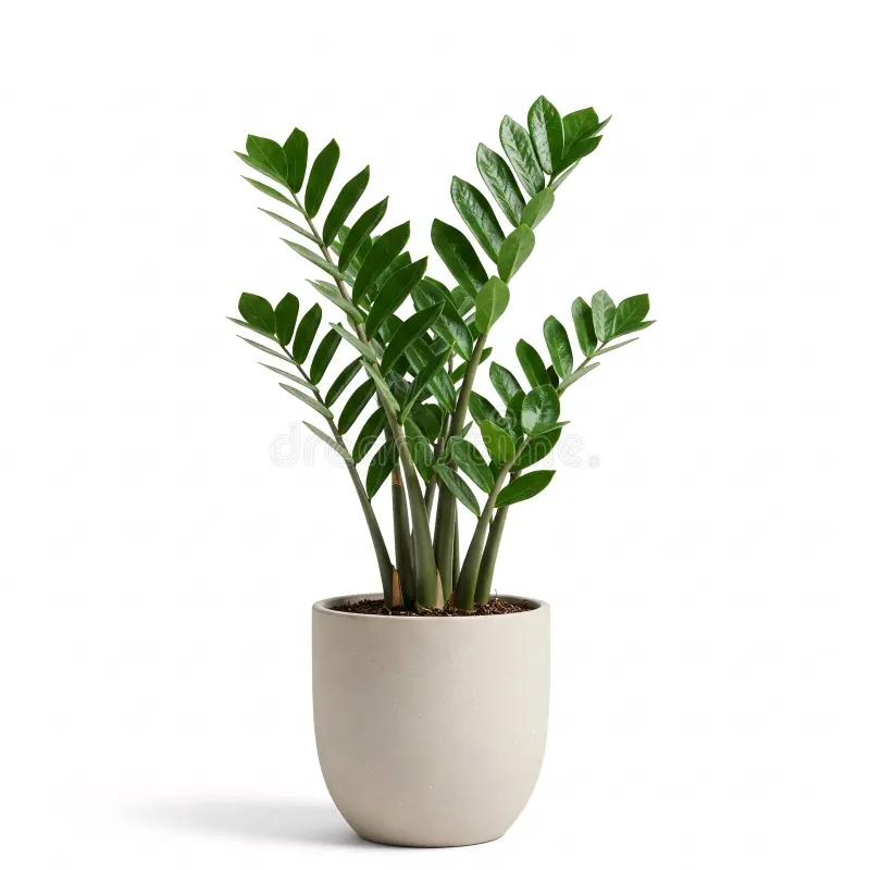 Planta Zamioculcas en maceta